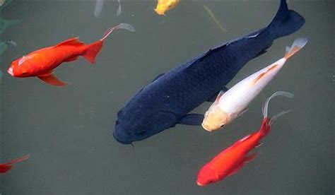 2012 生肖 屬 黑色魚品種